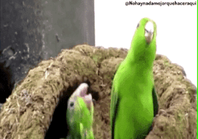 josueabrhid steven universe GIF