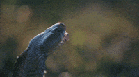 200w.gif