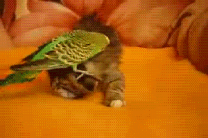[Image: giphy.gif?cid=790b76115cefce0170664e4373...=giphy.gif]