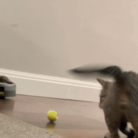 Cat GIF