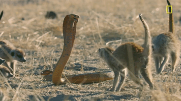 nat geo desert GIF by National Geographic Channel