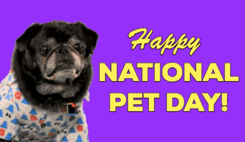 Image result for Pet Day gif