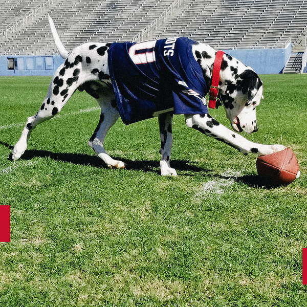 Super Bowl GIF by Budweiser Find & Share on GIPHY