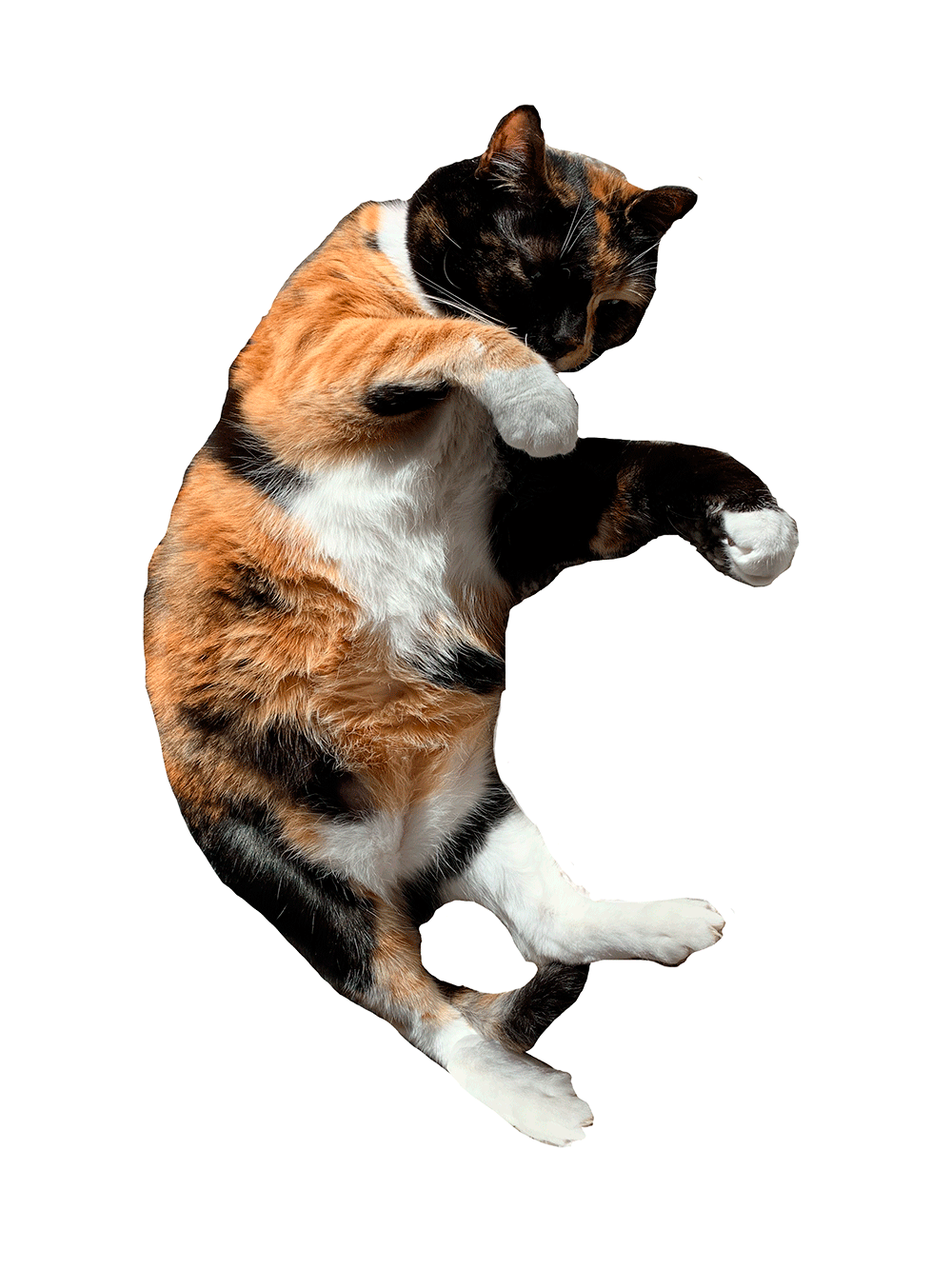 Cat Flop Sticker by fr for iOS & Android GIPHY