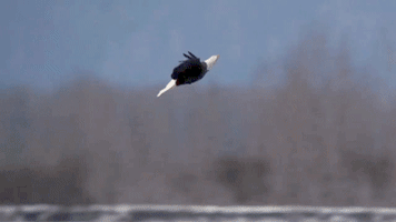 Bald Eagles GIFs - Get the best GIF on GIPHY