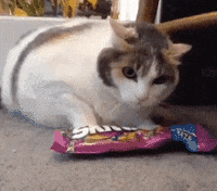 cats taste skittles get back back up