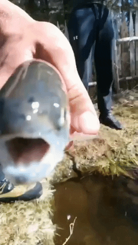 Water Fish GIF