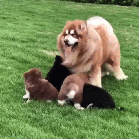 cute aww GIF