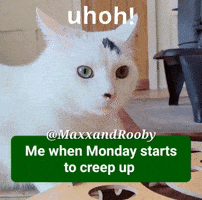 Oh No Cat GIF