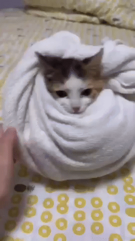 Cat Ball GIF