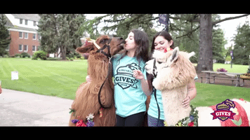 llama GIF by Linfield College