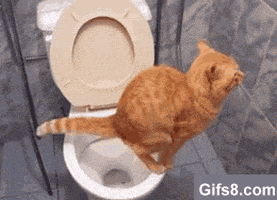 toilet squat GIF