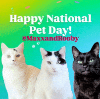 Cats Pets GIF