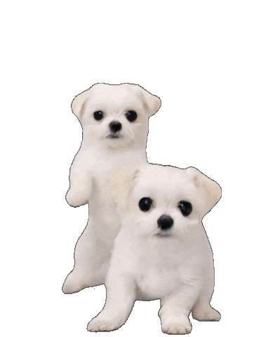 Dance Dog Sticker