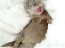 sleepy otter GIF