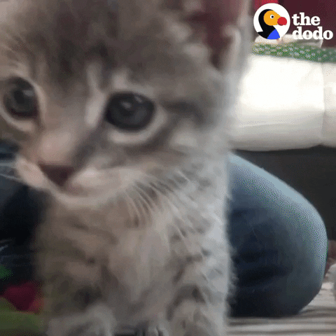 Baby Animals Cat GIF by The Dodo
