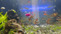 Fish Tank GIF by eluniversodelospeces