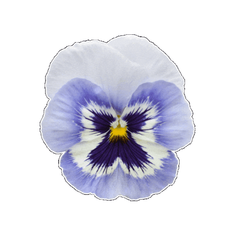 Blue Flowers Flower Sticker by Ball Horticultural Co