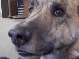 Dog GIF