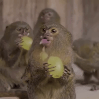 Monkey Aww GIF
