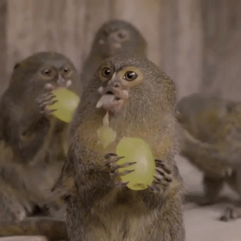 Video gif. Tiny adorable monkeys clutch green grapes, excitedly chomping into them.