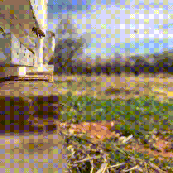slow motion bees GIF