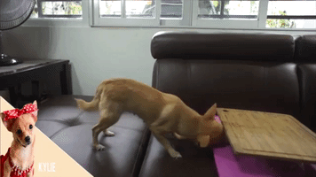 Animated GIF