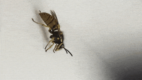 Боишься ос пчёл