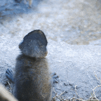 Adorable Monkey Gifs Get The Best Gif On Giphy Adorable Monkey Gifs Get The Best Gif On Giphy