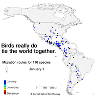bird migration GIF