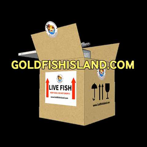 Gfi GIF by goldfishisland