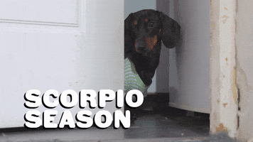 Dog Astrology GIF by Sealed With A GIF