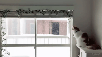 cat window GIF