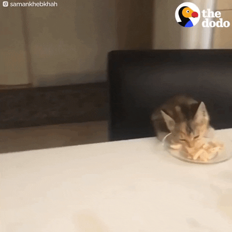 Dinner table eating GIF by The Dodo