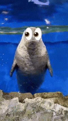 Seal GIF