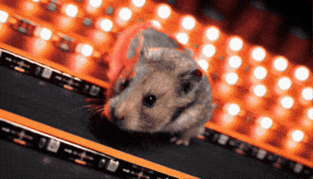 Hamster Hrl GIF by WTF Leagues