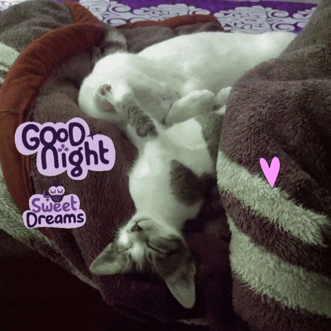Nepalicats Sleep Goodnight Sweetdream Kittensleeping Love GIF