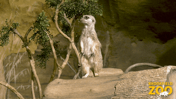 Look Im Watching You GIF by Brookfield Zoo