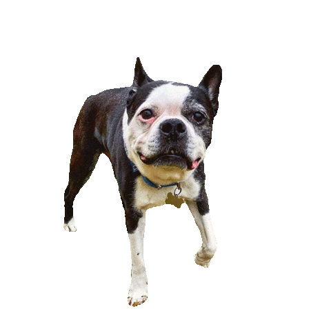 Fortyorkdogs Sticker