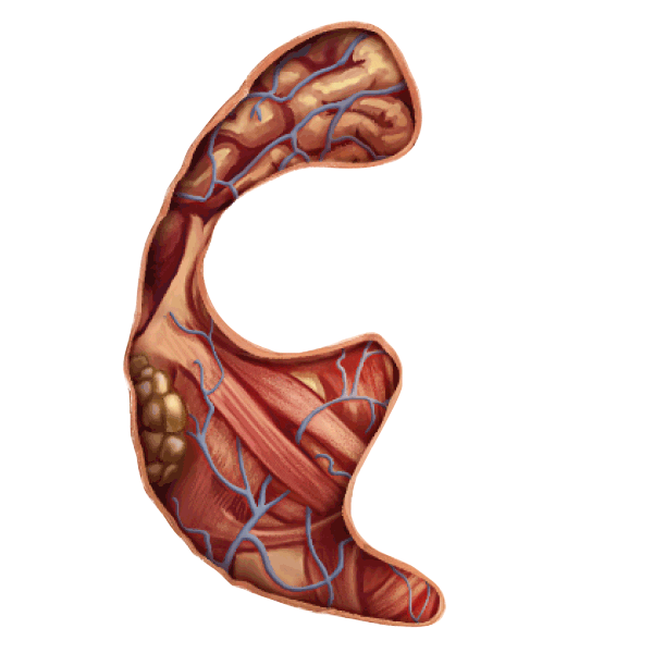 Alberta Women's Health Foundation Sticker