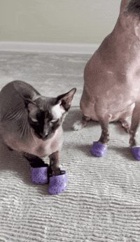 cat with no legs gif