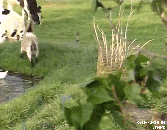 A small rabbit, jumping up and fly kicking a goat in the face. There are two cows in the background with the scene being set on grass, next to a pond in the countryside.