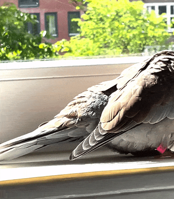 Pet GIF
