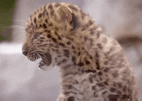 Yell Look At Me GIF by San Diego Zoo Wildlife Alliance