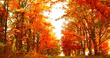 fall autumn october september GIF