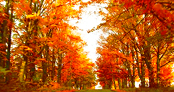 Autumn Leaves Fall GIF