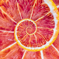 refreshing blood orange GIF by Feliks Tomasz Konczakowski