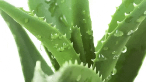 Aloe-vera-plant GIFs - Get the best GIF on GIPHY