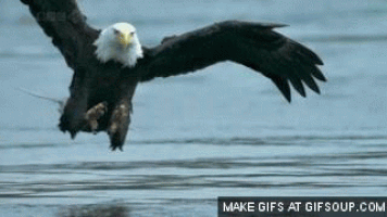 eagle GIF