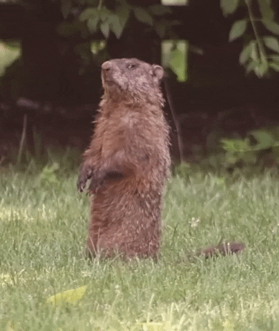 What GIF